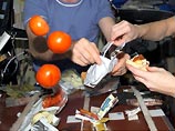 Во время полета на Марс россияне будут выращивать на корабле салат, перец и помидоры

