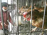 Китайский фермер, проживающий на западе страны в городе Хуксиан, подал иск против местной полиции, которые испугали до смерти 435 цыплят, содержавшихся на его ферме