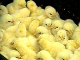 Полицейская сирена убила 435 китайских цыплят Полицейская сирена убила 435 китайских цыплят