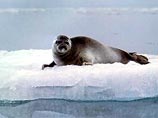В Белом море более 50 тюленей сбились с пути
