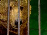 В зоопарке Екатеринбурга медведица  покусала женщину и ее двухлетнего сына