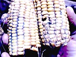 Кукуруза - это главный продукт, которым питаются в Кении. Ее используют для приготовления муки под названием "угали". Причиной массовой гибели людей стал яд, который был найден в прошлогодних запасах кукурузы