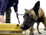 Сборную России охраняют кинологи с собаками и португальский ОМОН
