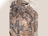 Маленький птерозавр, который родился 121 млн лет назад, находился в остатках яичной скорлупы