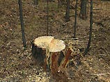 The Guardian: леса на Рублевке заражают древесными жучками, чтобы их вырубить и построить элитные дачи