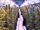 В Сербии обнаружена гигантская подземная плантация высококачественно марихуаны