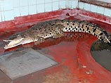 В Гонконге удалось поймать неуловимого крокодила по прозвищу Гуччи (ФОТО) В Гонконге удалось поймать неуловимого крокодила по прозвищу Гуччи (ФОТО)
