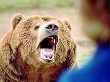 На юге Сахалина медведь напал на трех молодых людей - один из них пропал. Об этом в четверг сообщили в Центральной спасательной станции. Нападению подверглись 22-летний житель Южно-Сахалинска Андрей Греков и два его спутника