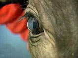 В случае победы над англичанами каждый игрок сборной Швейцарии получит по корове В случае победы над англичанами каждый игрок сборной Швейцарии получит по корове