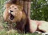 Житель деревни в Танзании поймал льва на труп собственной жены