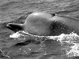 На побережье острова Беринга выбросился кит-клюворыл