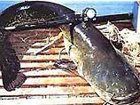 В Новгородской области пойман уникальный сом-гигант