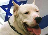 В Израиле вводятся жесткие правила ввоза в страну и содержания бойцовских собак