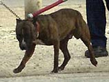 Судьбу собаки, загрызшей в Тель-Авиве 4-летнюю девочку, будет решать суд Судьбу собаки, загрызшей в Тель-Авиве 4-летнюю девочку, будет решать суд