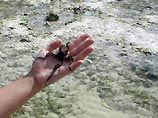 Ученые выясняют причину массового выброса морских звезд на берег Белого
моря
Ученые выясняют причину массового выброса морских звезд на берег Белого
моря