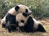 Панды стремительно размножаются в Китае, потому что за ними никто не подглядывает