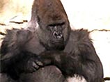 В берлинском зоопарке горилла вырвалась из вольера и бросилась на людей