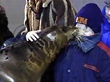 В Мурманске больных аутизмом детей помогают лечить морской заяц Дик и тюлени Федя и Даша
