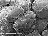 Создан "биоцемент": особые бактерии превращают обычный песок в прочный камень