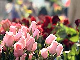 Россия временно запретила ввозы цветов из Нидерландов
