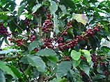 На Мадагаскаре обнаружены кофейные деревья с необычайно низким содержанием кофеина