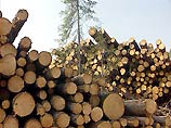 Возбуждено уголовное дело в отношении директора лесхоза, разрешившего вырубку заповедных лесов в Архангельском