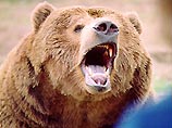 На Сахалине медведь загнал на дерево 12 школьников