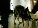 При обследовании подозрительного чемодана на востоке Москвы бомба не обнаружена При обследовании подозрительного чемодана на востоке Москвы бомба не обнаружена