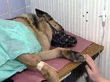 Владимир Устинов: проблема применения кетамина ветеринарами разрешена