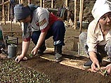 Листы полиэтилена шелестят над бесконечными грядками помидоров и капусты, растущих на плотном черноземе российского Дальнего Востока Листы полиэтилена шелестят над бесконечными грядками помидоров и капусты, растущих на плотном черноземе российского Дальнего Востока