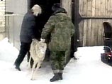 В Кемеровской области расплодились волки В Кемеровской области расплодились волки