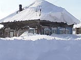 Одного из волков застрелили на окраине Кузбасского города Юрга Одного из волков застрелили на окраине Кузбасского города Юрга
