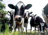 Коровы едва не сорвали велогонку "Тур де Франс" Коровы едва не сорвали велогонку "Тур де Франс"