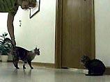 Самый маленький кот в мире живет в городе Пекин, американского штата Иллинойс Самый маленький кот в мире живет в городе Пекин, американского штата Иллинойс