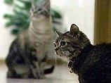 Коту Мистеру Пиблзу два года, а весит он всего лишь 1 килограмм и 300 грамм Коту Мистеру Пиблзу два года, а весит он всего лишь 1 килограмм и 300 грамм