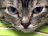 Самый маленький взрослый кот в мире весит 1,3 килограмма (ФОТО)