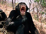 Эксперименты проводились специалистами Университета приматологии города Киото и шотландского Университета Стерлинг. Шести обезьянам показывали видеозапись с зевающими шимпанзе. В результате они тоже начинали зевать