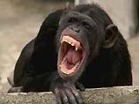 Ученые нашли еще один признак интеллекта у шимпанзе - способность зевать за компанию