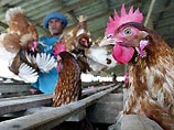 Таиланд вновь охватила эпидемия "птичьего гриппа"