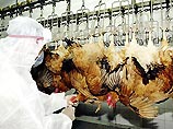 Повторная вспышка "птичьего гриппа" зафиксирована в 11 вьетнамских провинциях