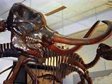 Копавший колодец крестьянин случайно нашел мастодонтов Копавший колодец крестьянин случайно нашел мастодонтов