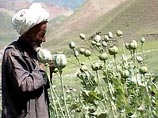 В Афганистане в этом году будет собран рекордный урожай опийного мака