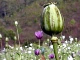 В Афганистане собирают рекордный урожай опийного мака