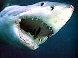 На Курилах акула напала на водолаза на 30-метровой глубине