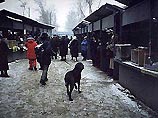 Торговать кошками, собаками, рыбками и прочей живностью разрешат на территории рынка "Садовод" у Московской кольцевой автодороги