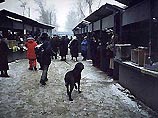 Торговать кошками, собаками, рыбками и прочей живностью разрешат на территории рынка "Садовод" у Московской кольцевой автодороги Торговать кошками, собаками, рыбками и прочей живностью разрешат на территории рынка "Садовод" у Московской кольцевой автодороги