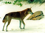 Ученые установили, откуда пришли в Австралию дикие собаки динго