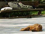 Бродячие собаки стали настоящим бичом спортсменов в Афинах