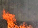 Лесной пожар в Коми локализован, деревня Пыса не пострадала