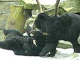 Медведица Настя родила сразу четырех медвежат